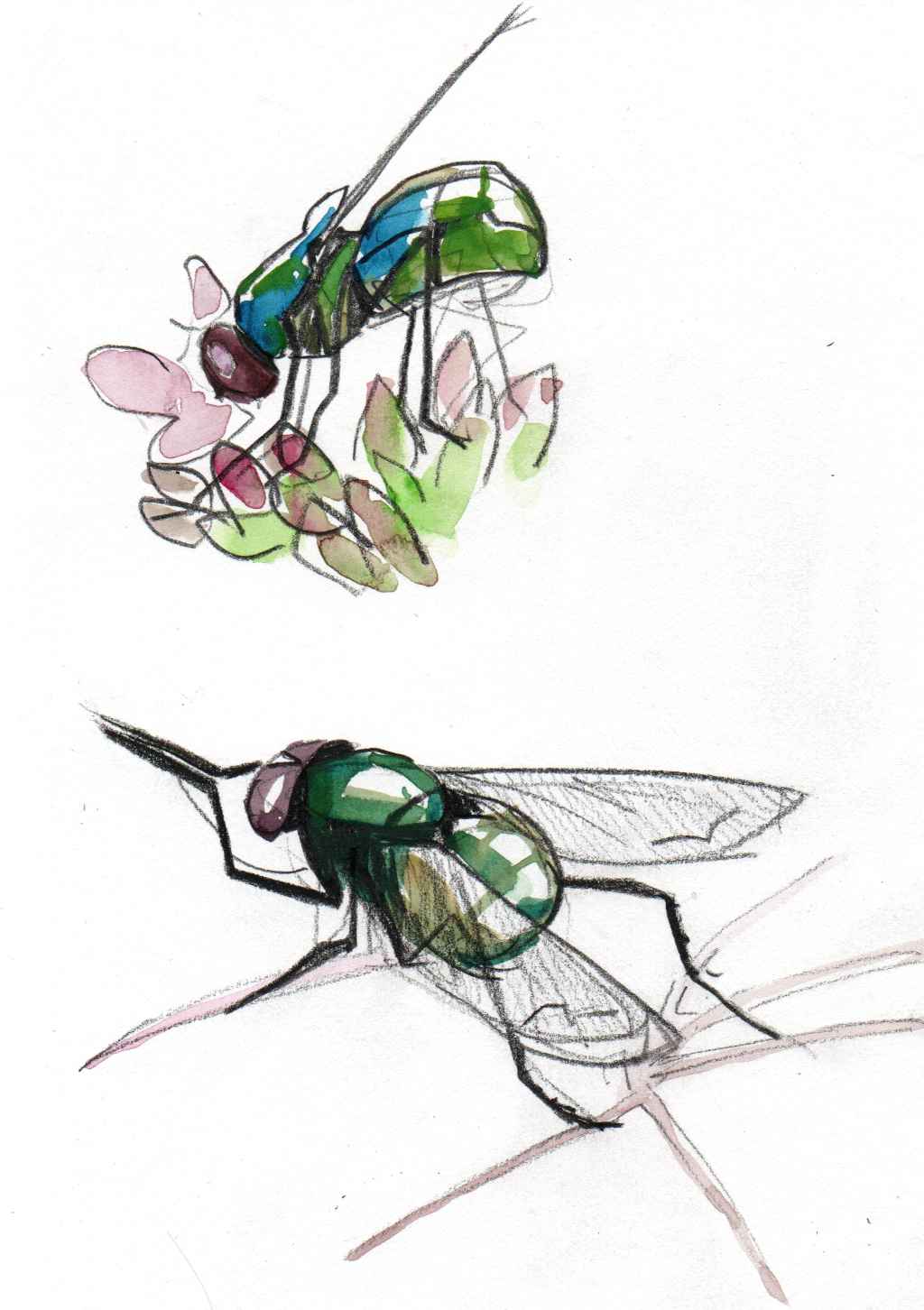 2 studies of flies in pencil and watercolour