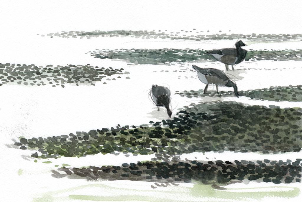 drawing of 3 brent geese on mudflats with the light behind them in pencil and watercolour
