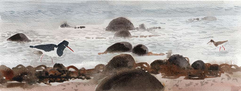 drawing of an oystercatcher and a redshank in shallow water with rocks and seaweed in the foreground