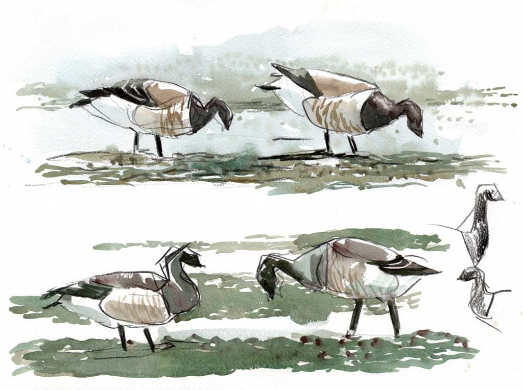 four studies of brent geese in pencil and watercolour