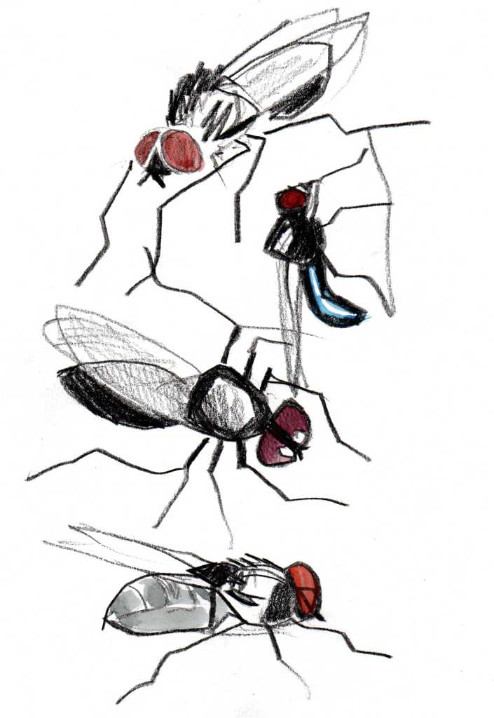 drawing of 4 black insects with red eyes in pencil and watercolour