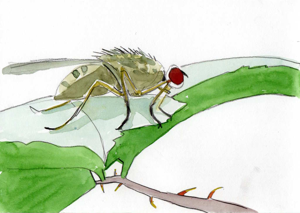 drawing of a green fly on a leaf in pencil and watercolour
