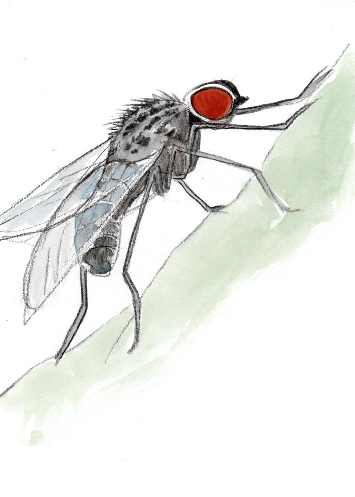 drawing of a large black fly with red eyes in pencil and watercolour