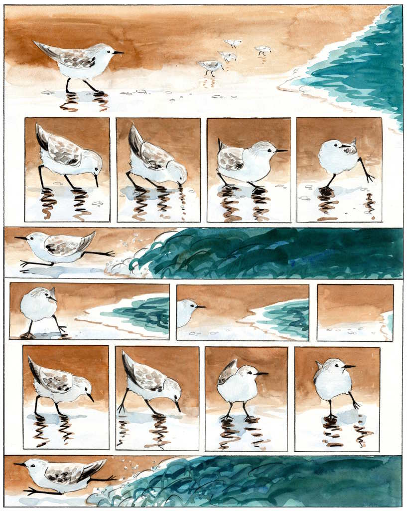 a one page colour cartoon depicting sanderlings rushing in and out with the waves