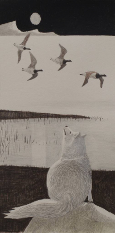 an arctic fox watches as geese fly south