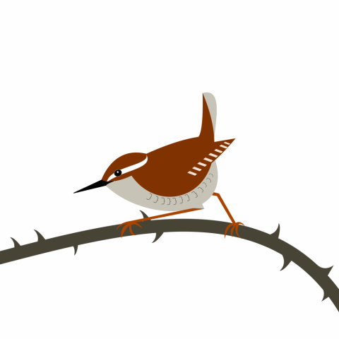 a wren perching on a grey thorny branch. Simply drawn with flat bold colours on a white background