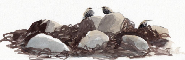 drawing of young starlings on rocks and seaweed in pencil and watercolour