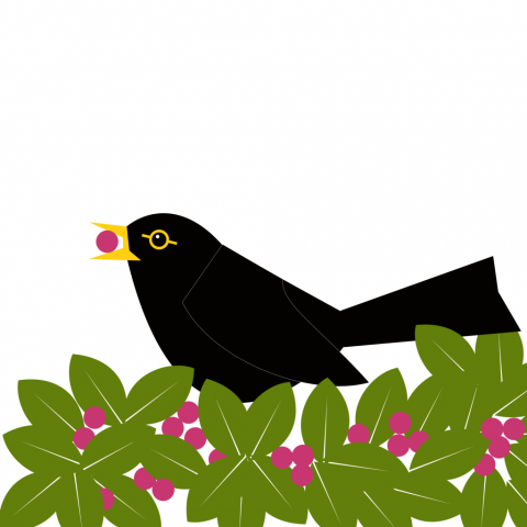 blackbird on top of a bush eating a berry. Simply drawn with flat bold colours on a white background