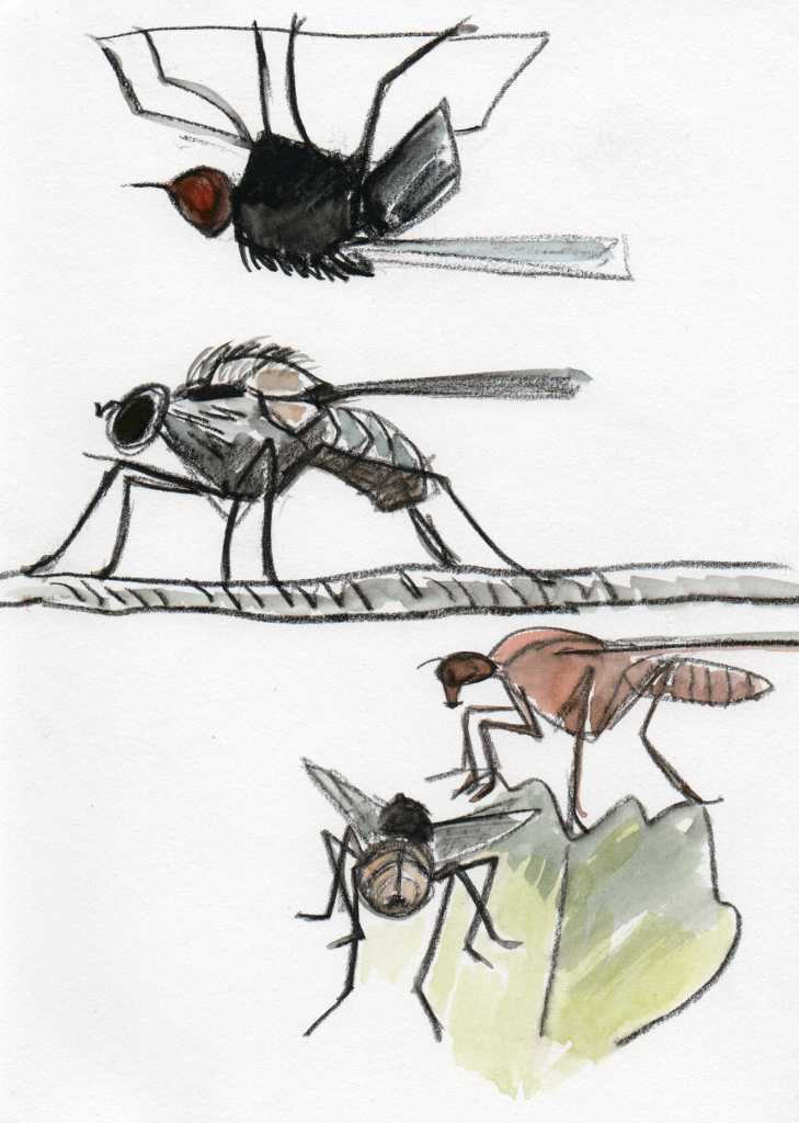 drawing of 4 flies in pencil and watercolour