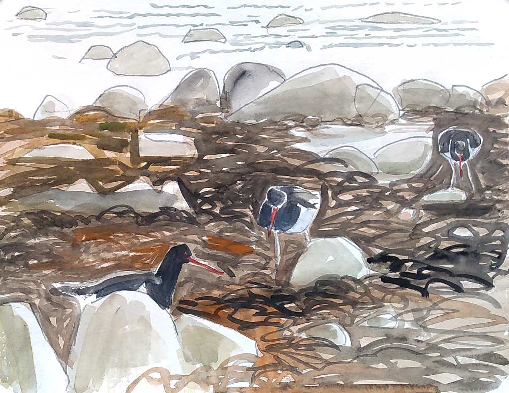 drawing of three oystercatchers feeding in seaweed in watercolour and pencil, with rocks and water in background