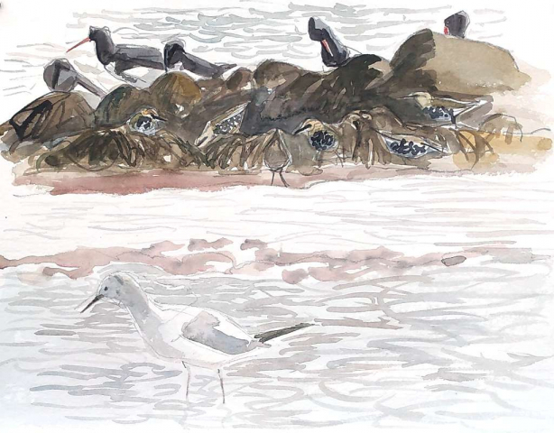 drawing of blackheaded gull in winter plumage in shallow water with oystercatchers and starlings amongst rocks and seaweed in the background